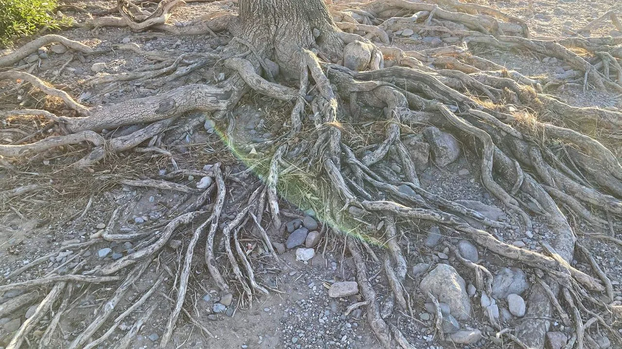 Exposed tree roots spreading across dry desert soil