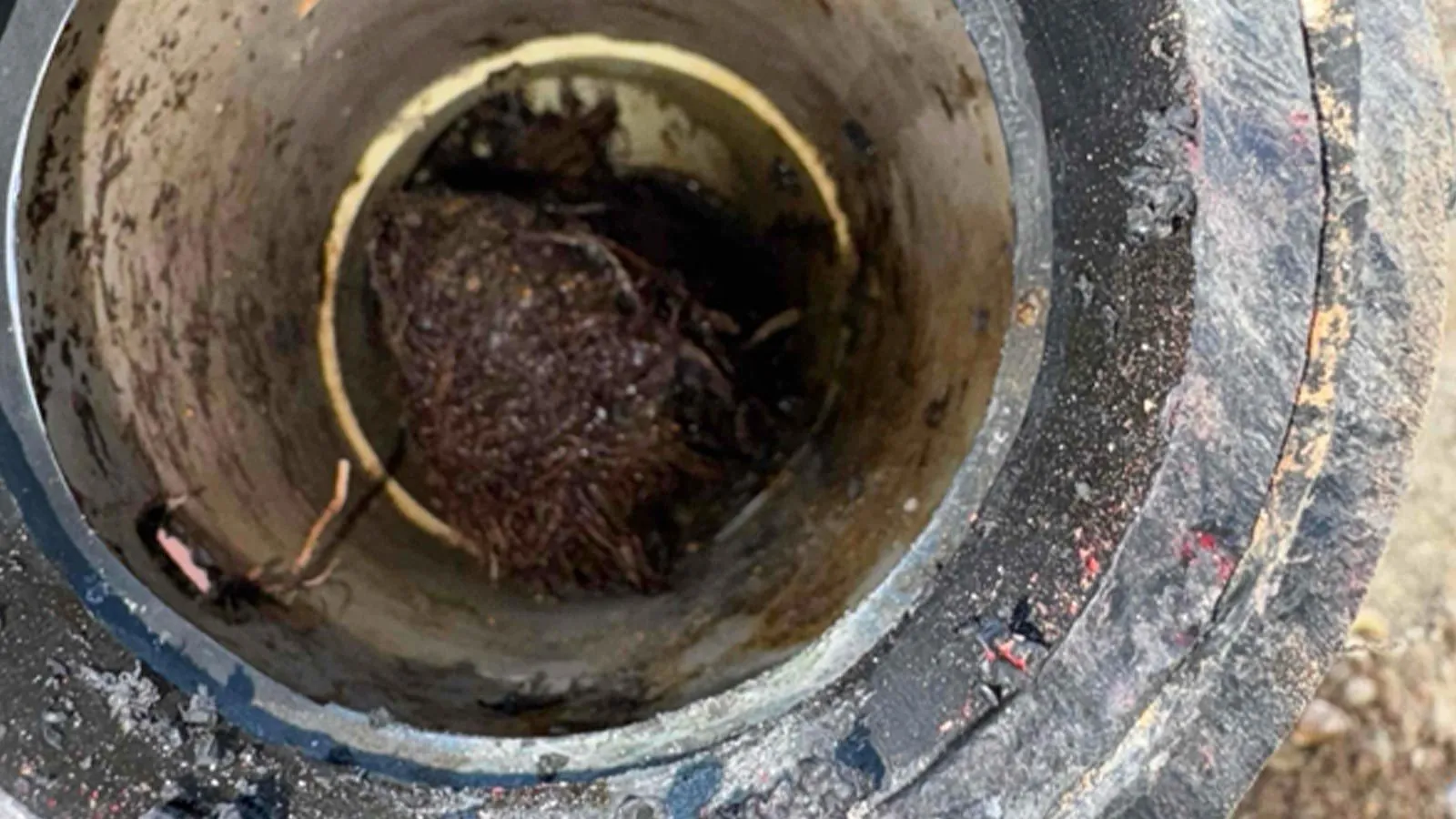 Tree roots growing inside a sewer pipe